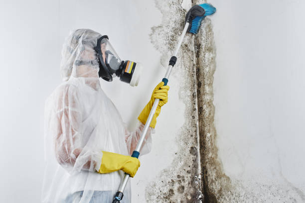 Best Crawl Space Mold Removal  in Lakeland, TN