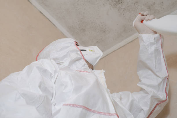 Attic Mold Removal in Lakeland, TN